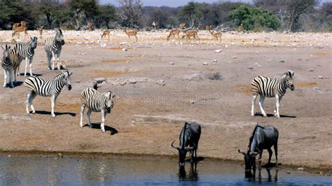 Animals at waterhole stock image. Image of waterhole - 12538259