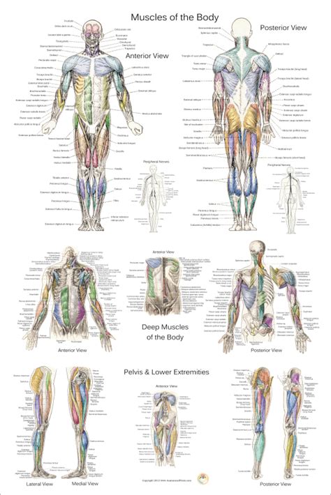 Muscle Anatomy Poster - Anterior, Posterior and Deep Layers