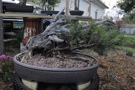 TGT Bonsai: 275-300 Year Old White Cedar Bonsai