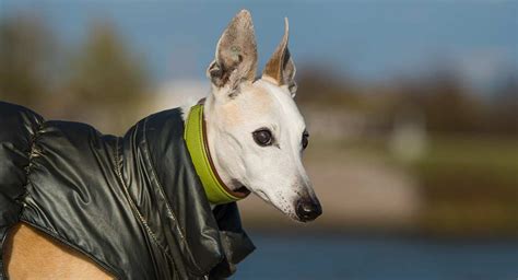 Best Whippet Coats for Keeping Him Warm in Cool Weather