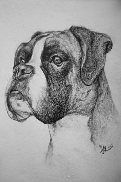 A5 Boxer drawing