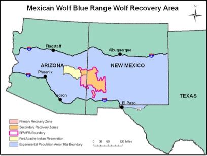 Mexican Gray Wolf :: Museum of Southwestern Biology | The University of New Mexico