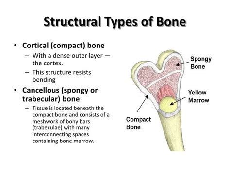 Two Types Of Bone Tissue - slideshare