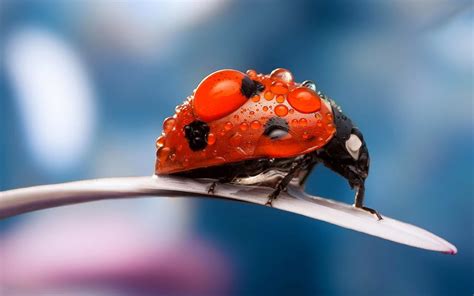 🔥 [45+] Cute Ladybug Wallpapers | WallpaperSafari