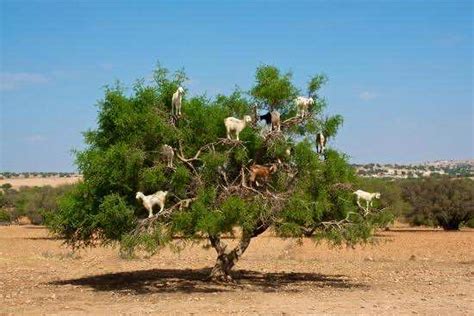 The Argan Tree, Morocco’s Secret