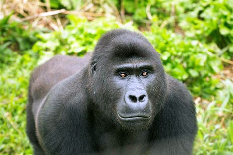 Orphan Grauer's Gorilla Ntabwoba Succumbs to Encephalitis at GRACE ...