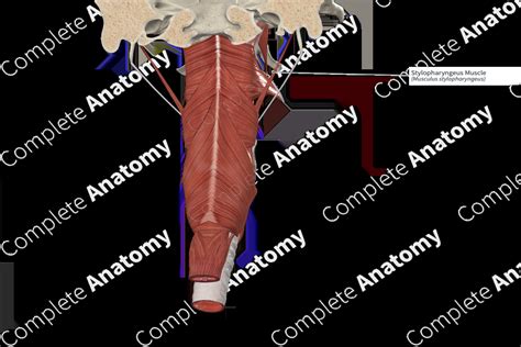 Stylopharyngeus Muscle | Complete Anatomy