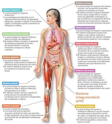 ¿Qué es el sistema tegumentario humano? Estructuras y funciones | Ondas ...