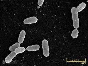 Microbiology - TESCAN