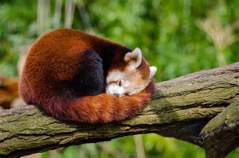 Red Panda Sleeping on Tree Branch · Free Stock Photo