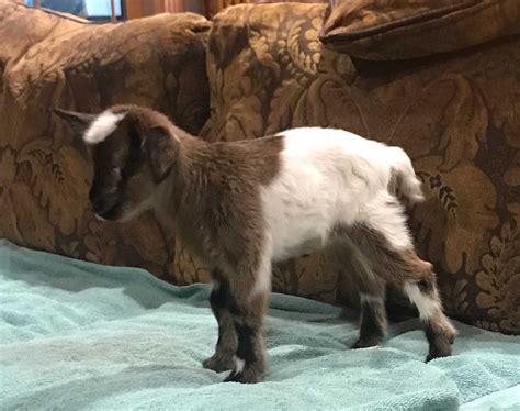 HILL COUNTRY MINIATURE SILKY FAINTING GOATS - New Babies and Planned Breeding