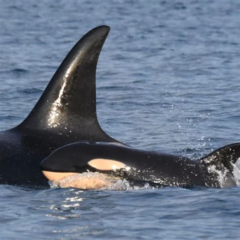 Orca Calf Nursing