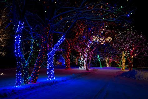 night tree winter snow nature lights HD wallpaper