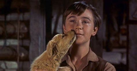 Old Yeller Ending Explained: Why Was Old Yeller Put Down? - INDreport.com