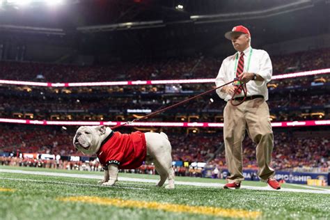 Eight reasons why Uga is the best mascot - UGA Alumni