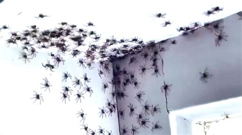 Viral Video of Spider Infestation Makes International News