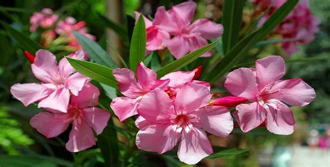 Oleander Plant & Tree Care - How To Take Care Of It Properly ...