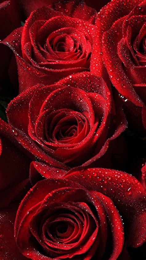 Red Rose Wallpaper (68+ pictures) - WallpaperSet