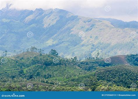 Tea Gardens at Munnar, stock image. Image of fresh, highlands - 272556513