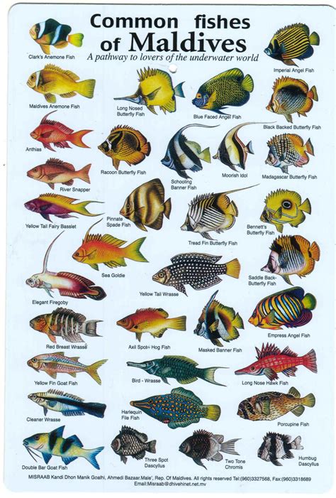 Fishes of the Maldives Identification Chart (water resistant double ...