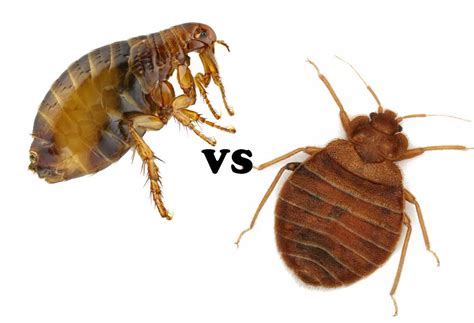 How to Tell Fleas vs. Bed Bugs? - PatchPuppy.com