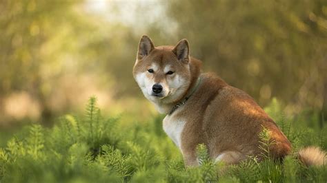 8 Shiba Inu, anak anjing shiba inu Wallpaper HD | Pxfuel