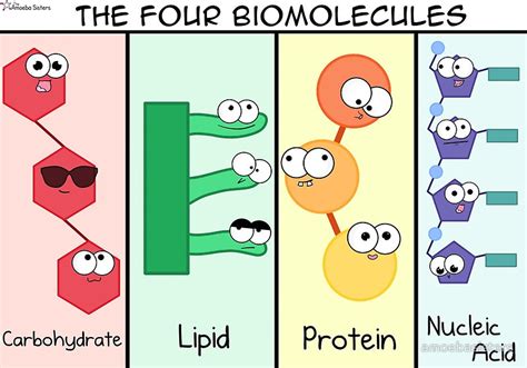 Biomolecule Of Monomers at Catherine Marsala blog