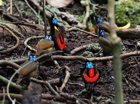 Wilson's Bird-of-Paradise - eBird