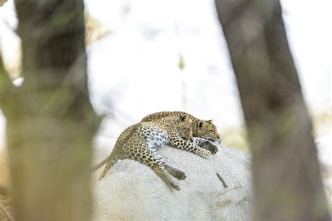 Free Photo | Selective focus shot of leopards laying on the rock sleeping