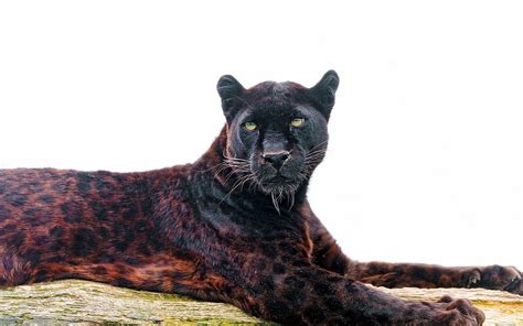 Black Jaguar Wallpapers - Wallpaper Cave