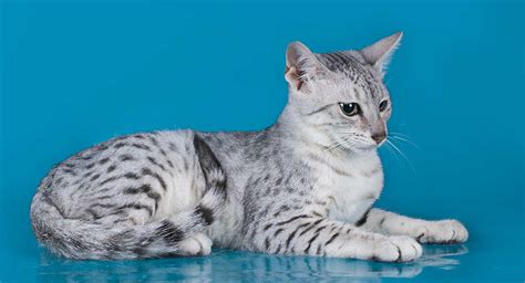 Egyptian Mau Colors - From Silver To Bronze, The Patterns and Shades