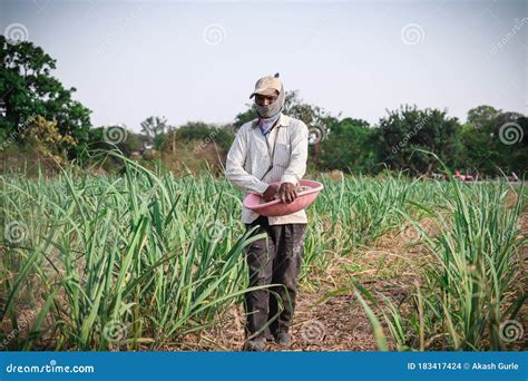 LATUR, MAHARASHTRA, INDIA 8-aug-2020 Indian Farmer Applying Manure To Increase Fertilizer ...