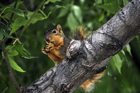 Squirrel Eating A Nut Free Stock Photo - Public Domain Pictures