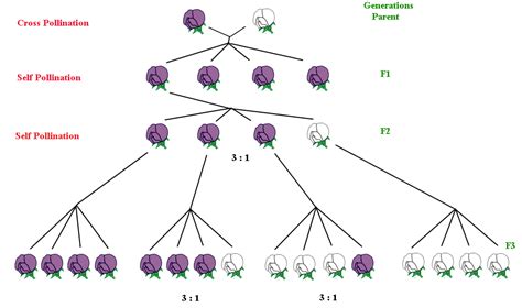 Learning Made Easier: Genetics