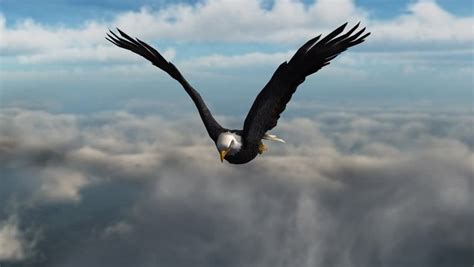 Bald Eagle In Fly Over The Clouds - Close Up Stock Footage Video 7913848 - Shutterstock