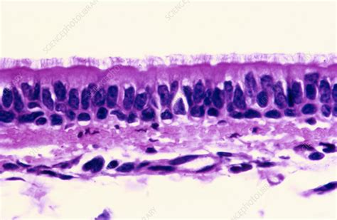 Ciliated Columnar Epithelium (LM) - Stock Image - C022/2222 - Science ...