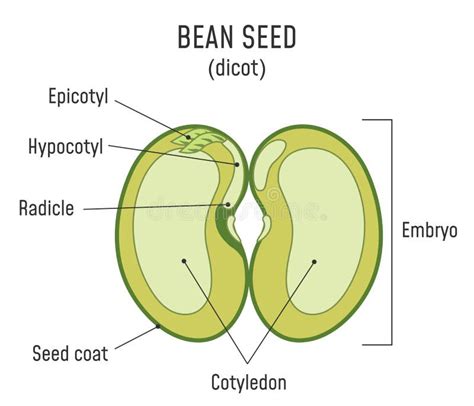 Diagram Of A Bean Seed Labeled