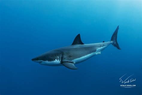 Great White Shark side view | Great white shark, Shark, White sharks