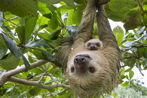 Hoffmanns Two-toed Sloth And Old Baby Photograph by Suzi Eszterhas - Fine Art America