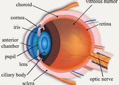 Anatomy- Cow Eyeball Diagram | Quizlet