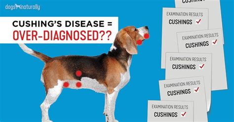 Vet Warns Cushing’s Disease In Dogs Is Over Diagnosed - Dogs Naturally | Cushings disease dogs ...