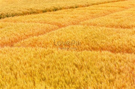 Autumn Golden Wheat Field Picture And HD Photos | Free Download On Lovepik