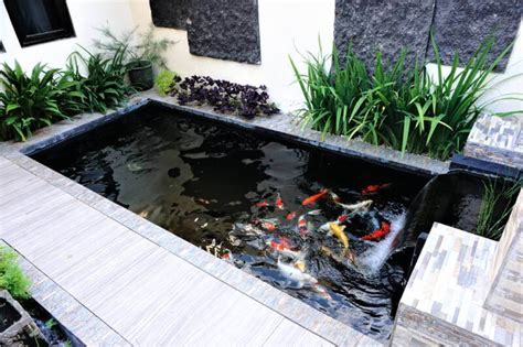 How Long do Koi Fish Live and How to Improve their Lifespan