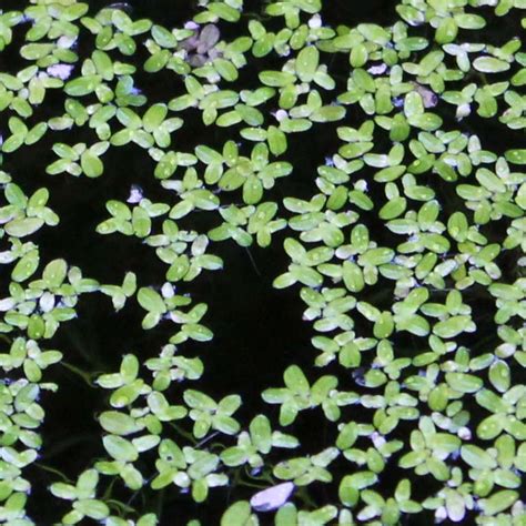 Lemna minor: Aquatic plants: Featured plants: Biology Building ...