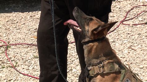 These K9s get training in a haunted house!