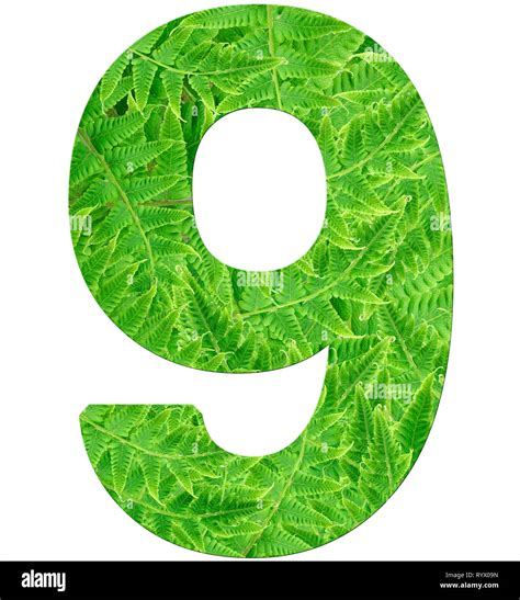 number 9 with fern texture, isolated on white background, font Helvetica World, bold Stock Photo ...