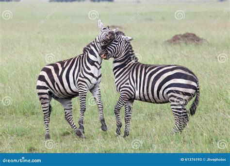 Two Zebras Fighting stock image. Image of african, hitting - 61376193