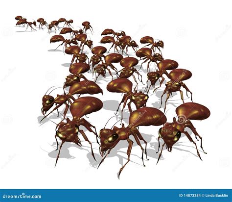 Army Of Ants Stock Images - Image: 14873284