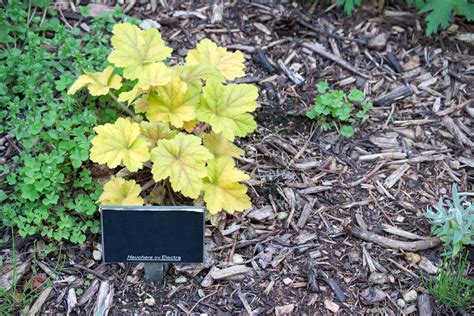 10 Best Varieties of Heuchera