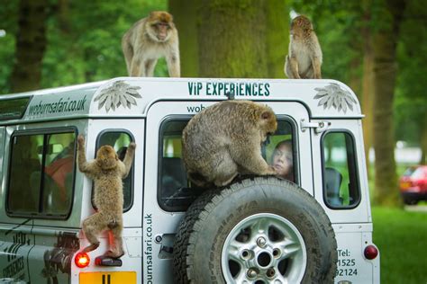 Off Road VIP Safari | Woburn Safari Park